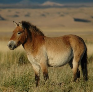 Photo of reintroduced Przewalski's horse taken at the "Seer" release site, managed by the Association pour le cheval de Przewalski:TAKH, in the Khar Us Nuur National Park Buffer Zone