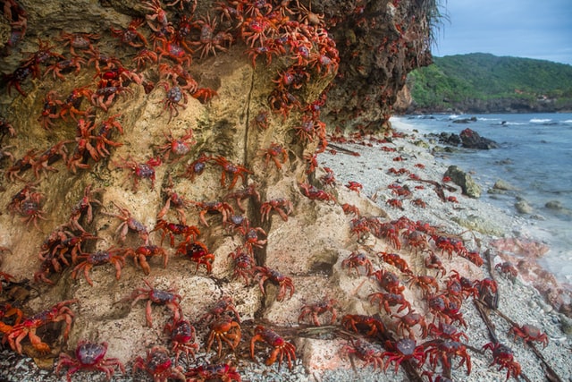 Red crabs on Ethel Beach on Christmas Island, Jan. 20, 2018. Photo by Raphael Bick on Unsplash.