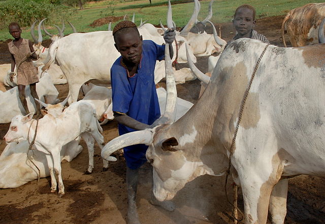 A cattle camp in Lakes State. Many young boys spend months at a time at such camps, looking after the cattle that are central to the livelihoods of thousands of families. Oxfam’s local partners provide veterinary care and clean water for these communities, while also offering training and advice to help diversify their livelihoods. Raids over cattle and other scarce resources such as water and pasture have forced thousands of people from their homes, and Oxfam supports local peace-building and reconciliation efforts. Photo: Alun McDonald / Oxfam