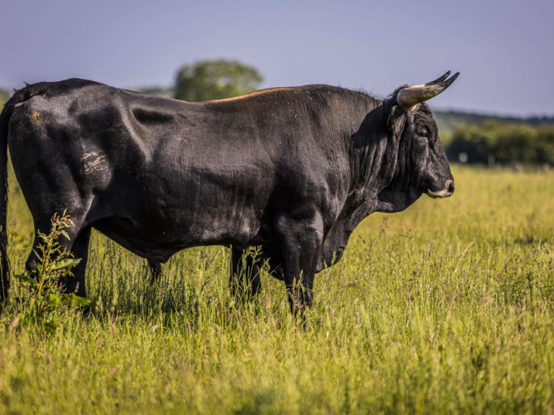 Filling an ecological niche in the&nbsp;Highlands
