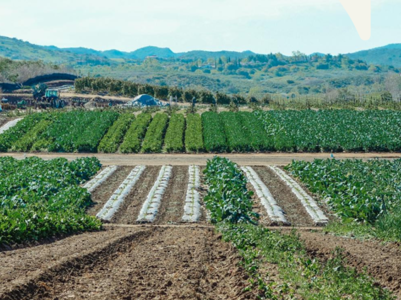 Transforming Global Food Systems 